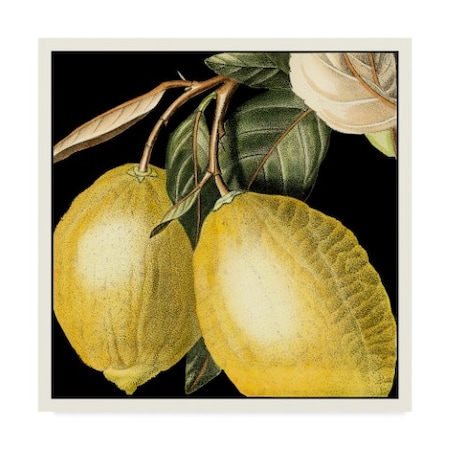 Vision Studio 'Dramatic Lemon' Canvas Art,14x14